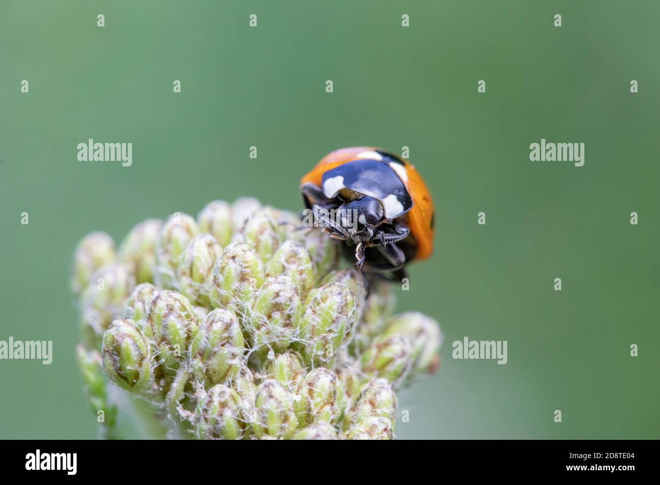 Nahaufnahme eines Coccinella 7-punctata (Seven-spot Ladybird) auf Achillea Stockfoto