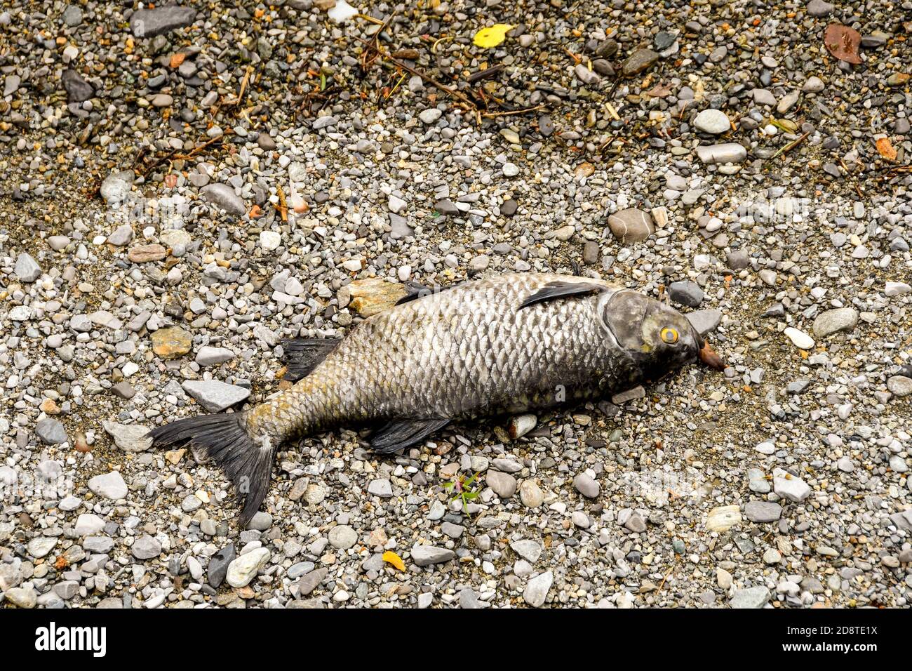 Tote Fische wuschen sich am Ufer eines Sees Stockfoto