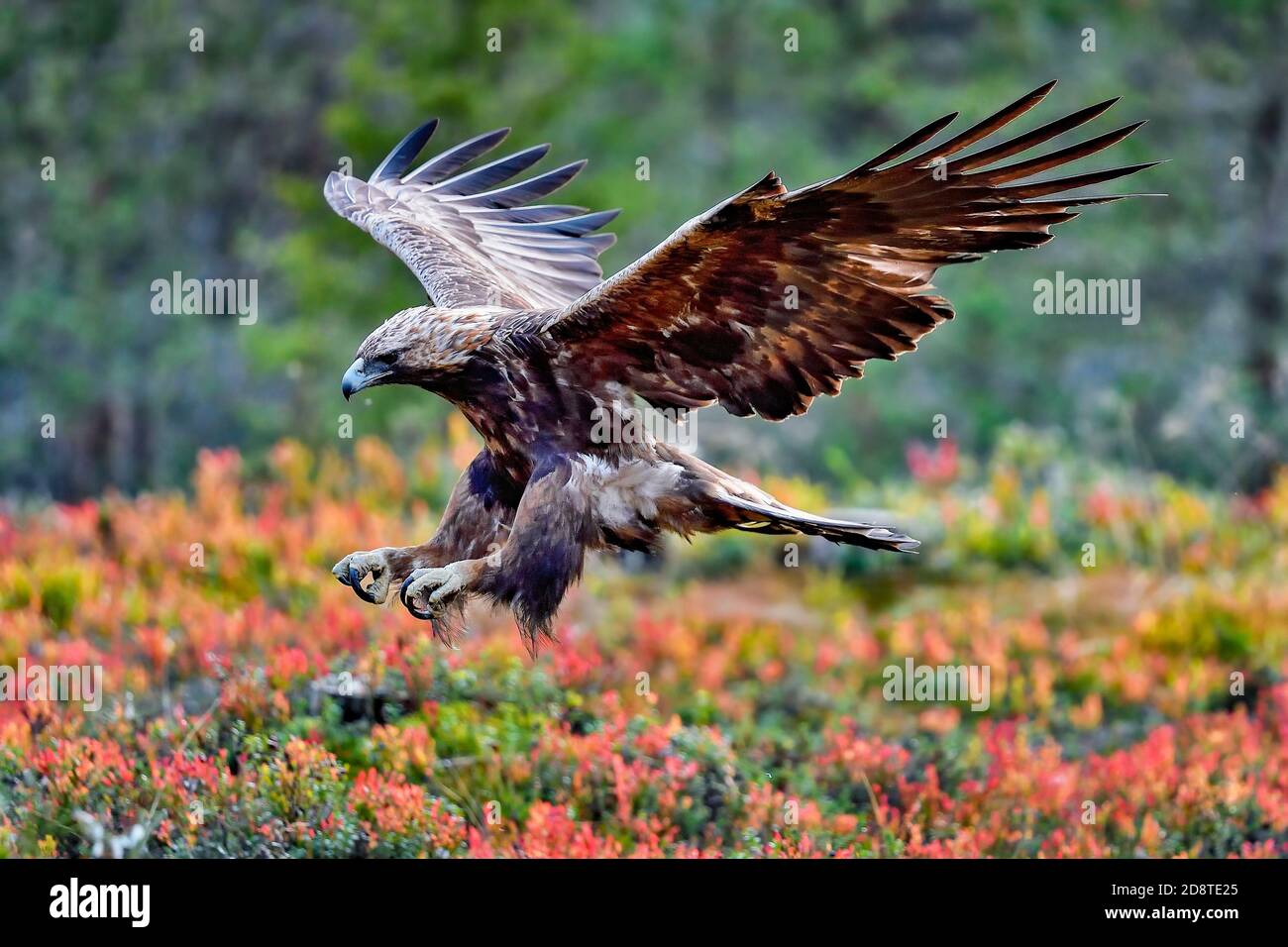 Der Goldene Adler bereitet sich auf die Landung vor Stockfoto