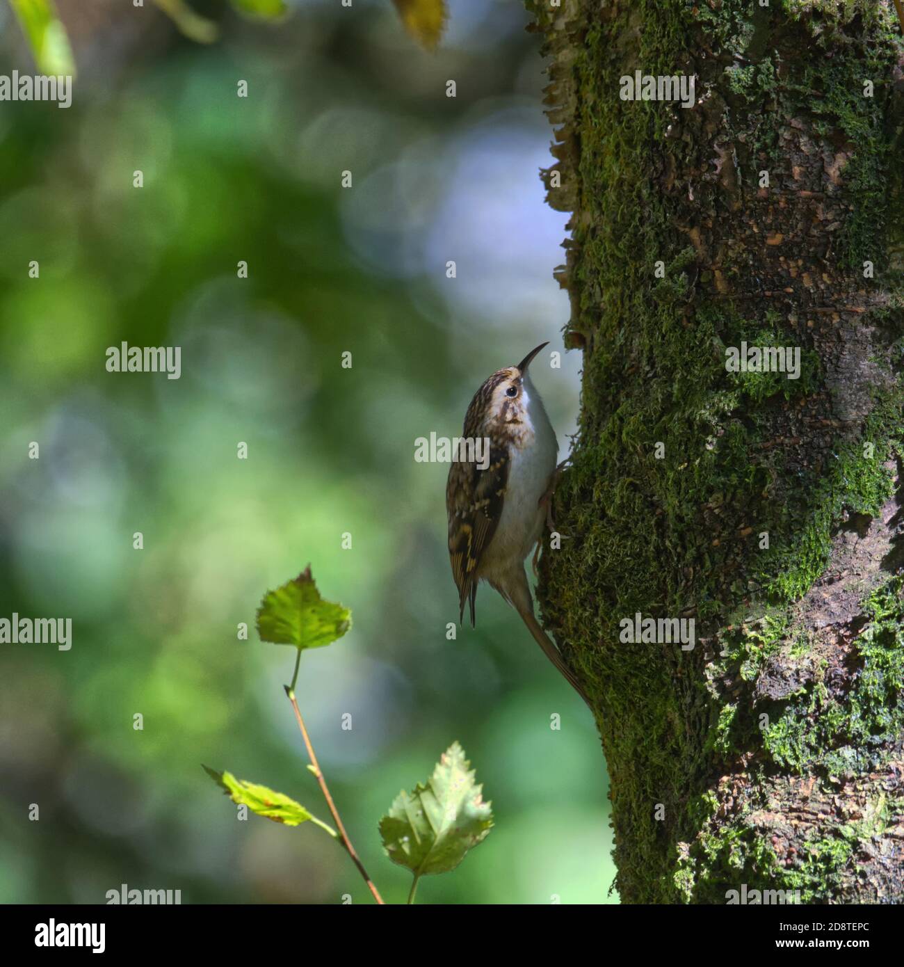 Tree Creeper Stockfoto