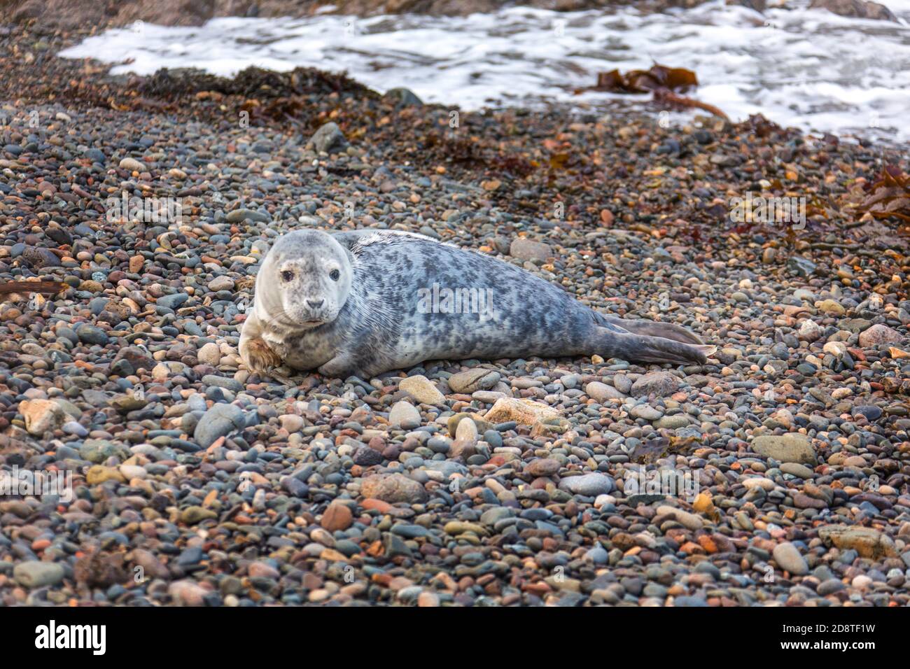 Weibliche Erwachsene Atlantic Grey Seal am Kiesstrand, Martin's Heaven, Pembrokeshire, Wales Großbritannien Stockfoto