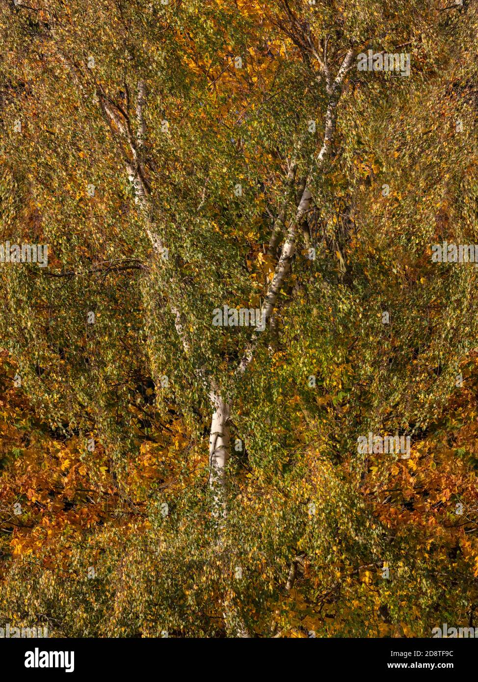 Bunte Muster in den Bäumen im Herbst Stockfoto
