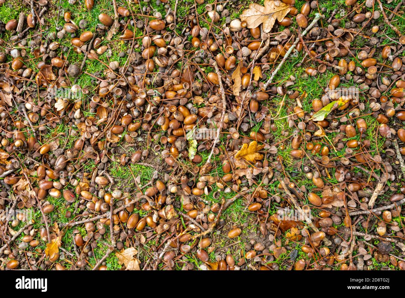 Viele gefallene Eicheln unter einer englischen Eiche während eines Mastjahres, Herbst 2020. Bumper Jahr für Eicheln. Stockfoto