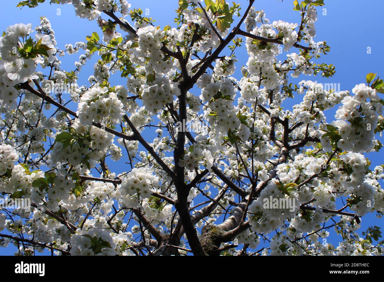 Schöne weiße Kirschblüten blühen im Frühling. Stockfoto