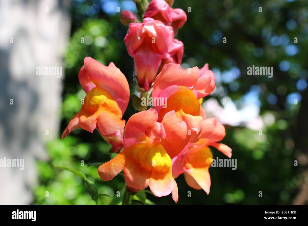 Alamy Pink-orange snapdragon / Löwenmaul Blume im Garten, Nahaufnahme mit verschwommenem Hintergrund. Stockfoto