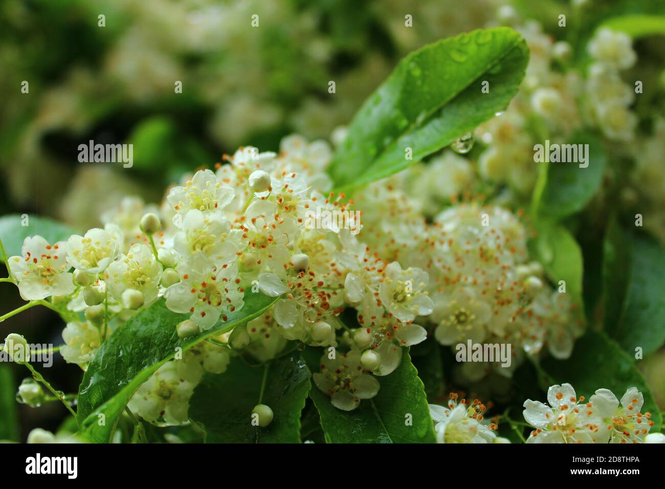 Schöne kleine weiße Blumen in der Gruppe nass von den Tropfen Des Regens Stockfoto