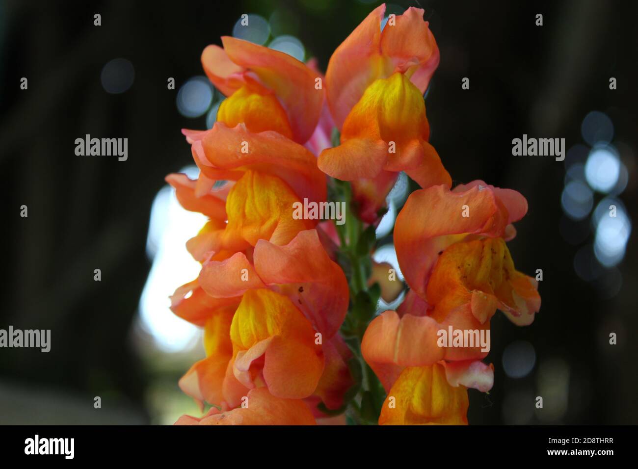 Schöne rosa-orange snapdragon / Löwenmaul Blume im Garten, Nahaufnahme mit verschwommenem Hintergrund. Stockfoto