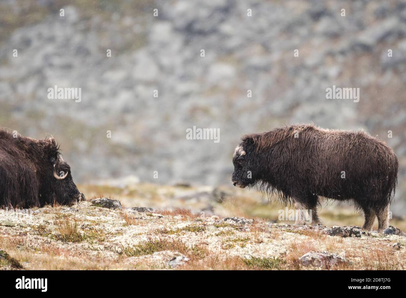 Muskox (Ovibos moschatus) mit Kalb im Dovrefjell Sunndalsfjella Nationalpark, Norwegen Stockfoto