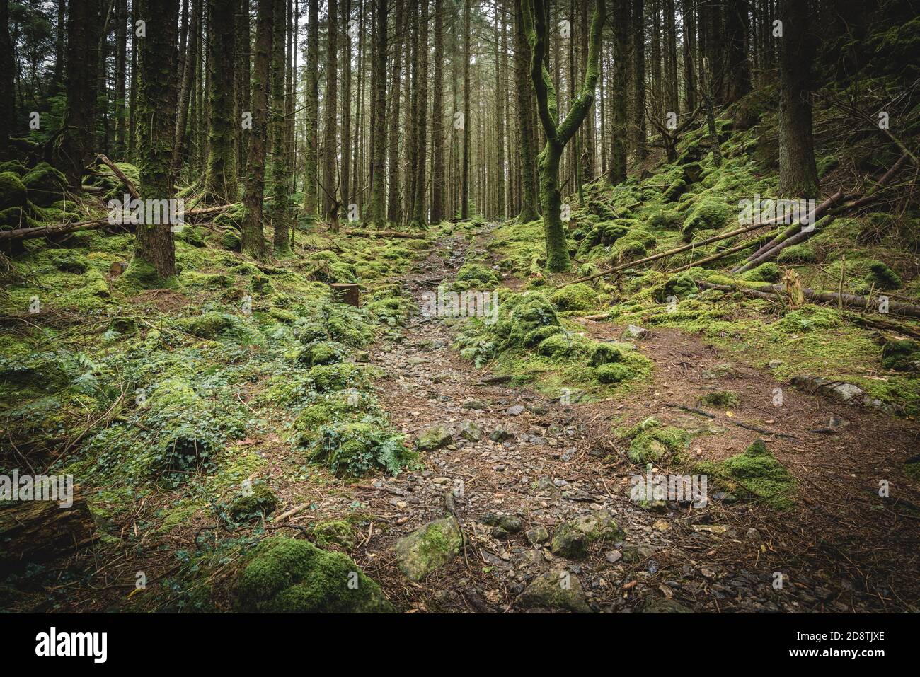 Moosbewachsene Felsen im Wald bei Betws-y-Coed. Gwydir Forest im Snowdonia National Park, Wales Stockfoto