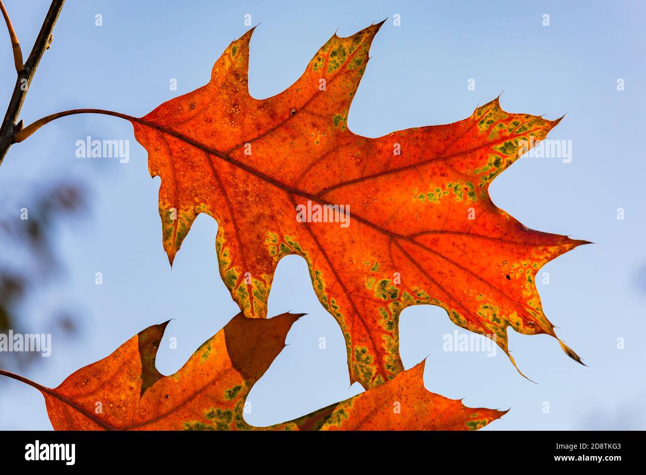 Hintergrundbeleuchtetes Foto eines Herbstblattes mit markanten Farben und Formen Stockfoto