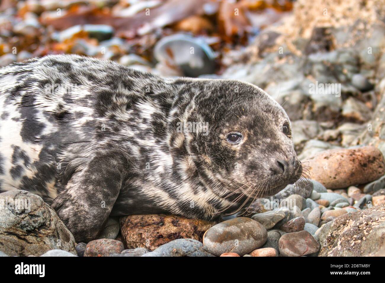 Young Atlantic Grey Seal am Kiesstrand, Martin's Heaven, Pembrokeshire, Wales Großbritannien Stockfoto