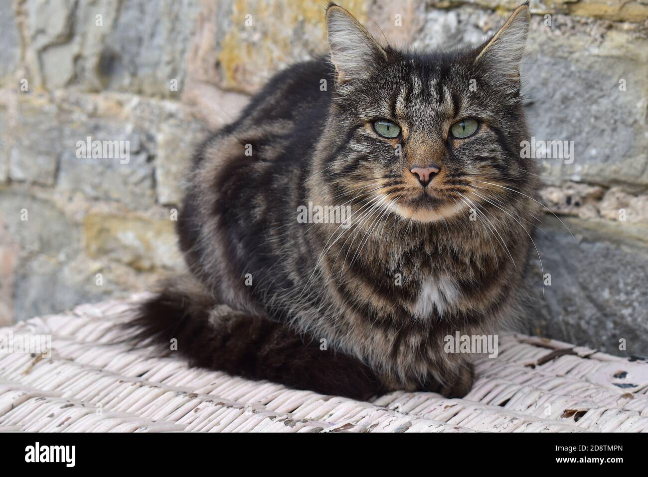 Die sibirische Katze stammt aus der Taiga Sibiriens, die sie bekam Das lange dicke Fell Es ist sehr liebevoll verspielt aber Genauso glücklich, mit seinem Menschen kuscheln Stockfoto