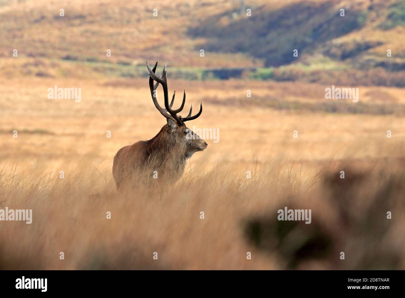 Rothirsch, Cervus elaphuson während der Herbstruhe auf Big Moor, Derbyshire, Peak District National Park, England, Großbritannien. Stockfoto