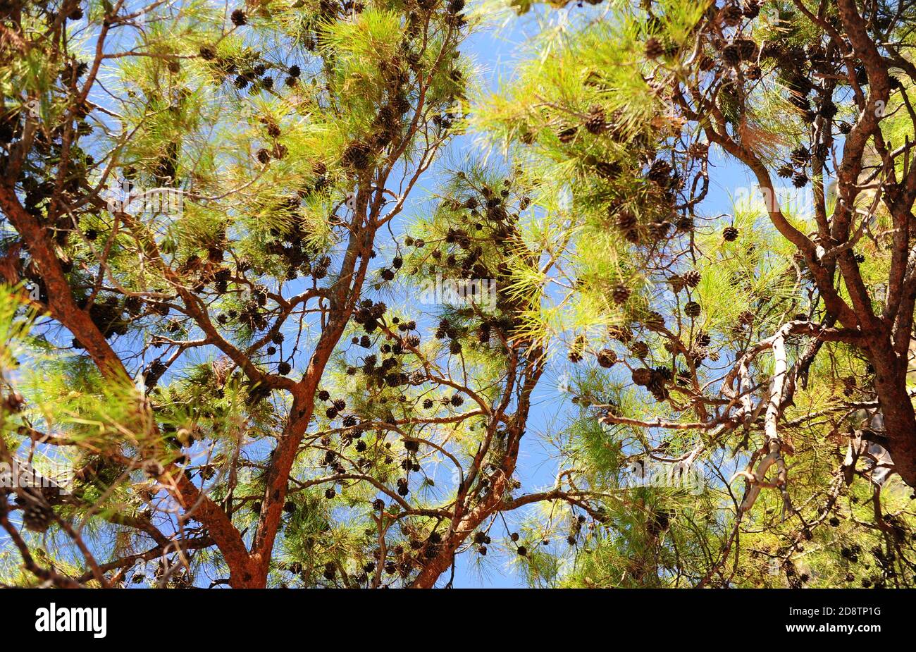 Kiefernzweige mit Zapfen im Wald der blaue Himmel Stockfoto