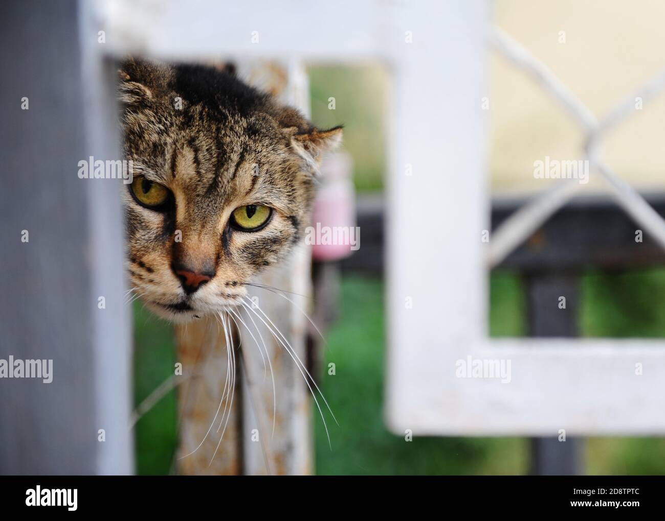 Sehr wütende Katze schaut aus dem Zaun Stockfoto