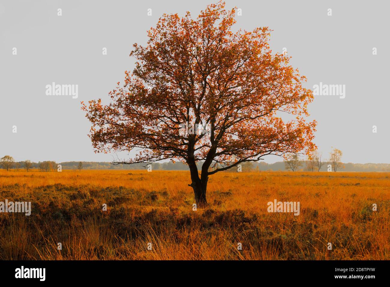 Einzelbaum im Feld im Herbst. Rote und orange Blätter, blauer Himmel. Horizontale Komposition, Vollformat. Stockfoto