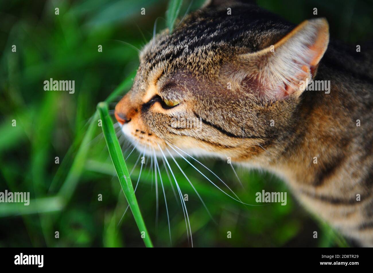 Die Katze schnüffelt das Gras und erwärmt sich in der So Stockfoto