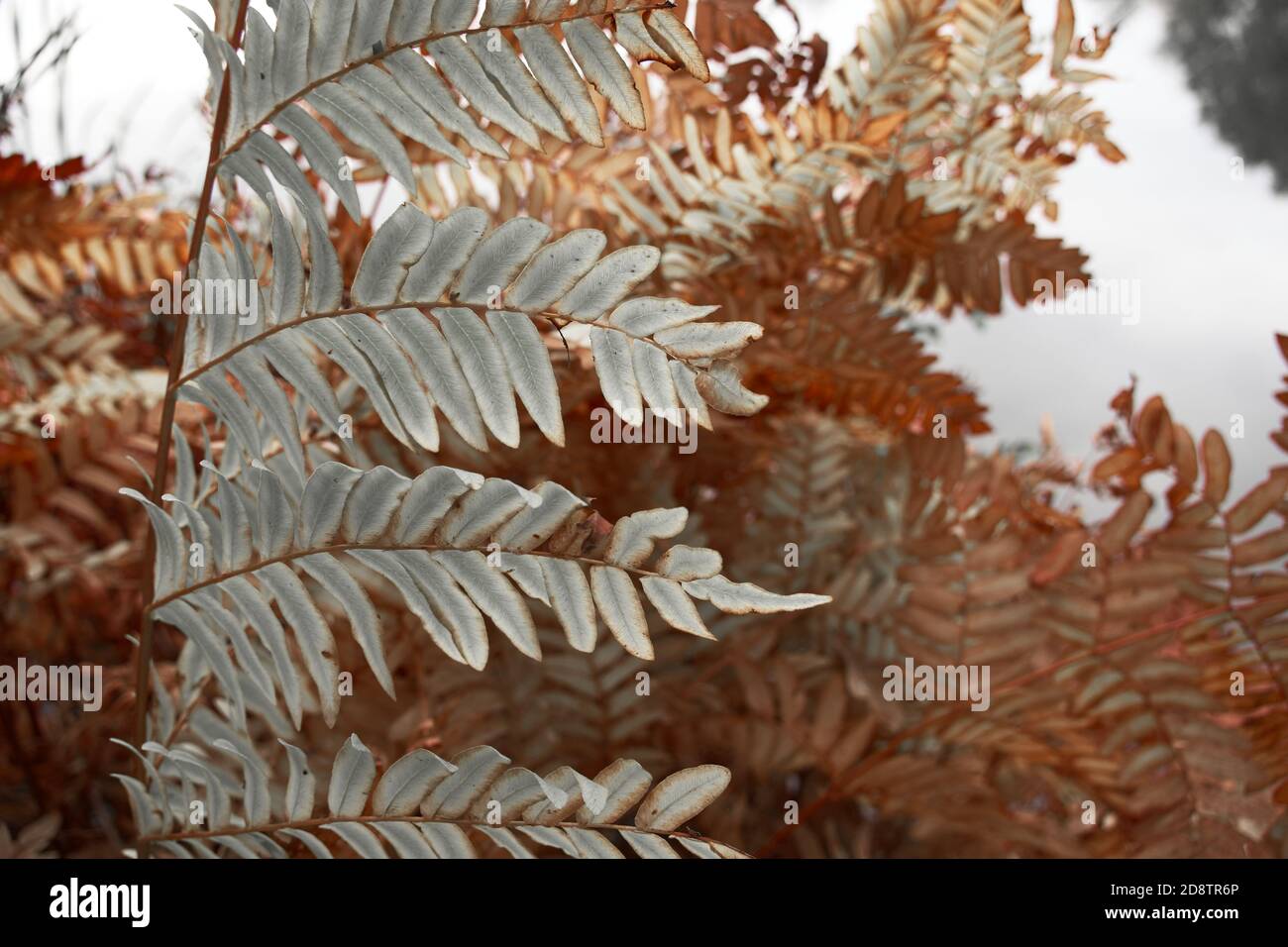 Nahaufnahme von Pflanzenblättern mit Frost im Winter. Makro, Vollformat, horizontale Komposition, selektiver Fokus. Stockfoto