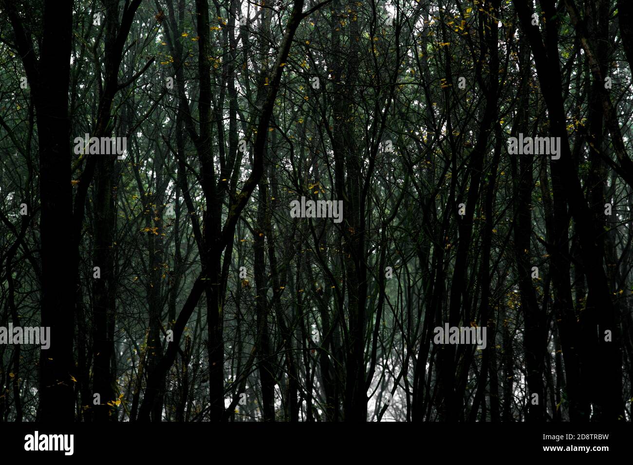 Gruseliger dunkler Wald mit hohen Bäumen und Reben. Horizontale Komposition, Vollformat Stockfoto