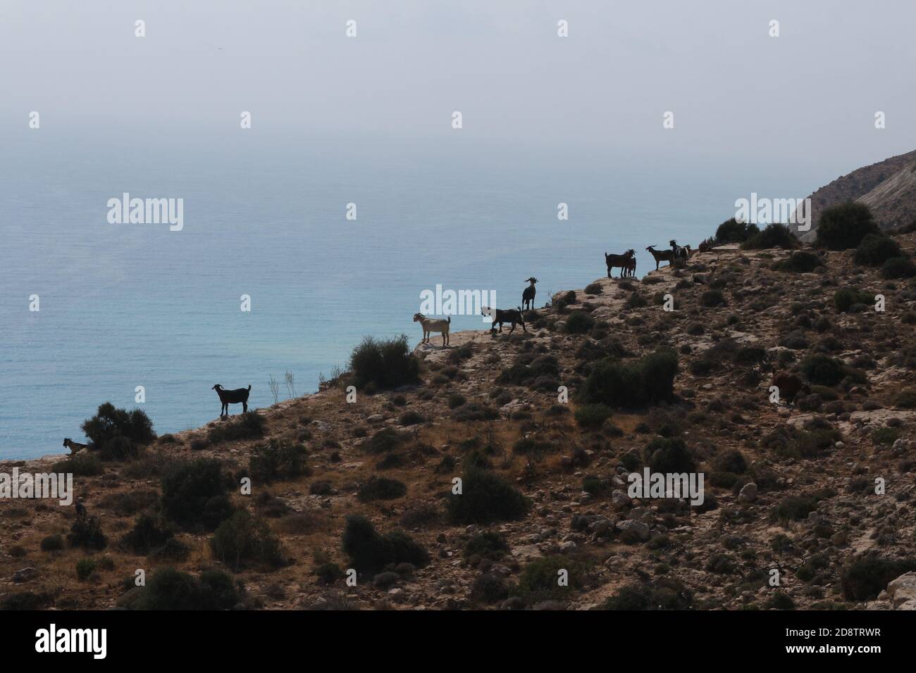 Ziegen auf einer Klippe mit Meer als Hintergrund Stockfoto