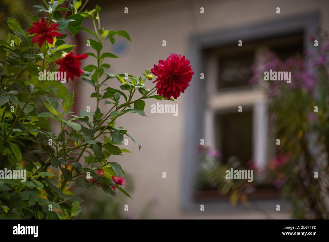 Nahaufnahme einer roten Blume mit einem Fenster Die Rückseite Stockfoto