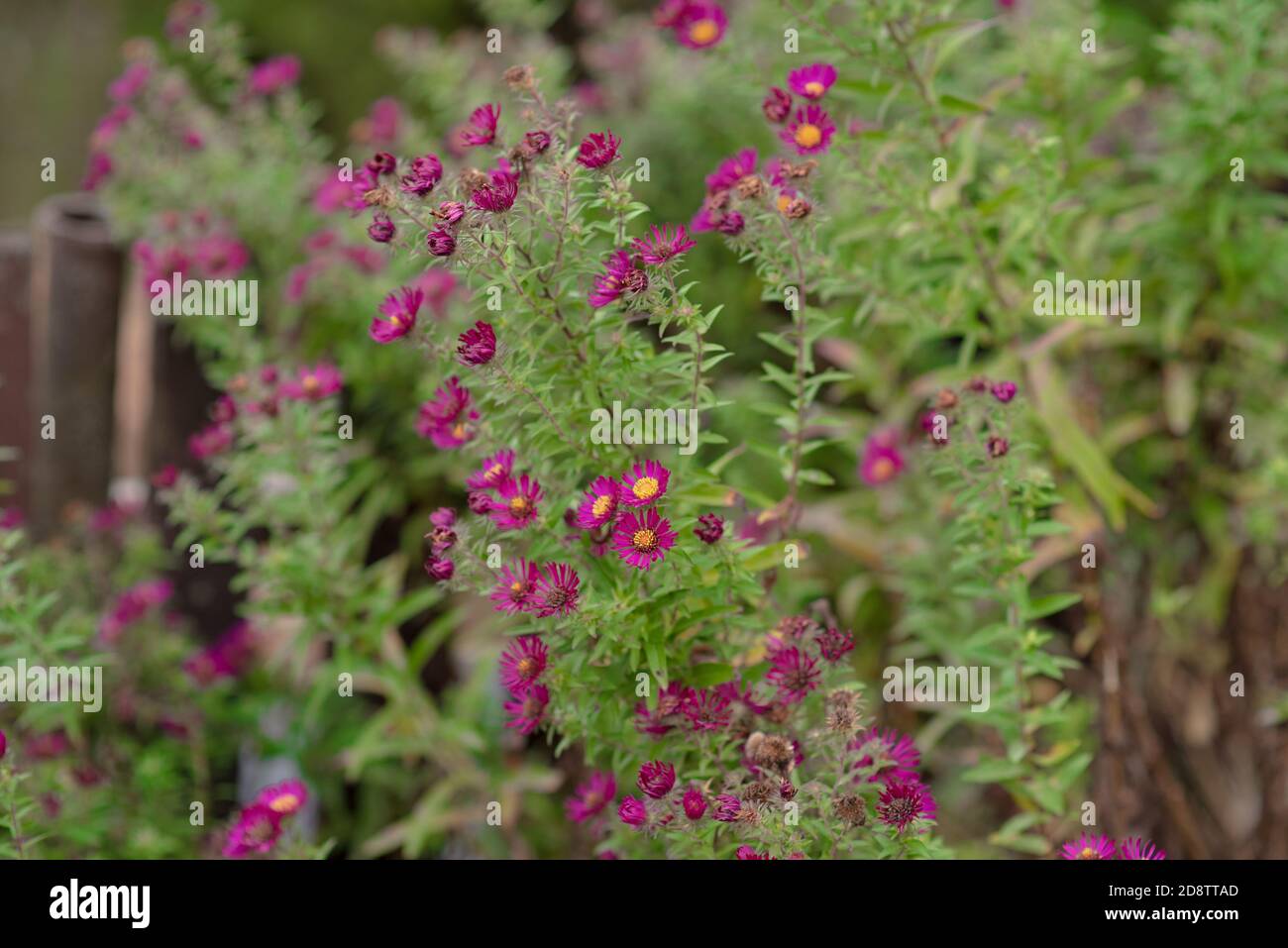 Nahaufnahme einer Gruppe von rosa Blumen in der Garten Stockfoto