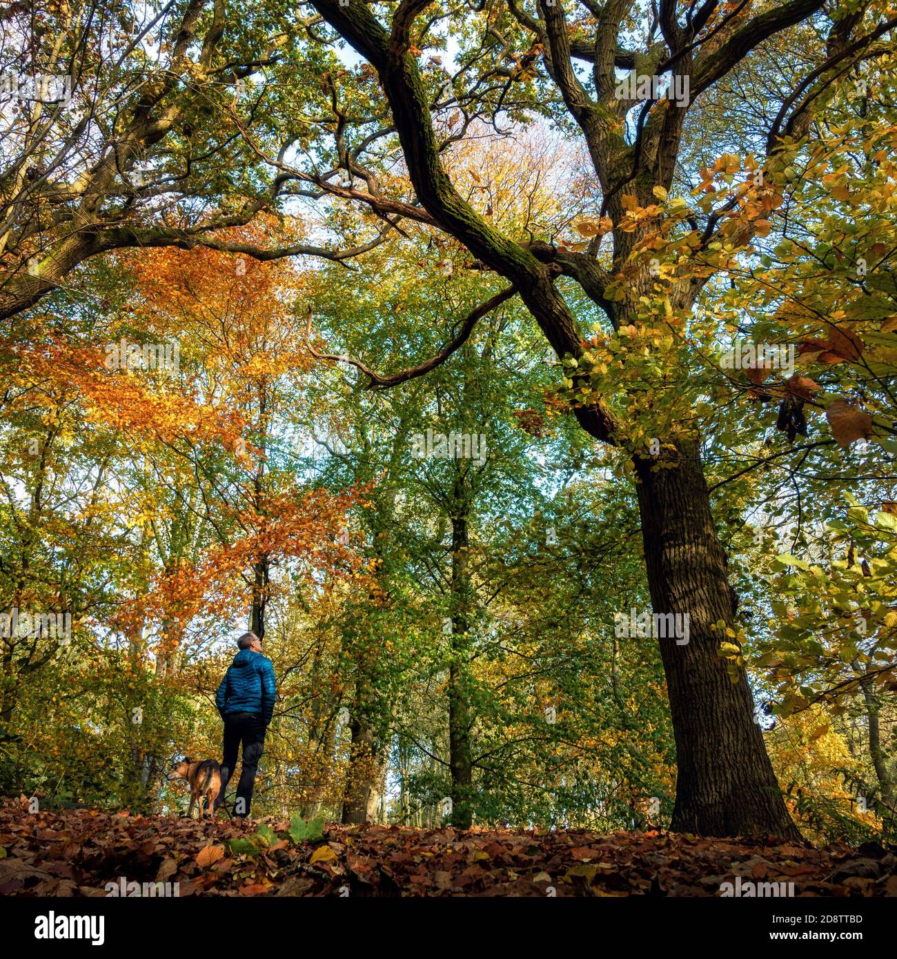 Ilkley, Großbritannien. 1. November 2020: Person, die die Herbstfarben in den Bäumen und Blättern bewundert, während sie mit einem Hund spazieren geht. Middleton Woods ist berühmt für seine Bluebells, aber auch das Herbstlaub ist spektakulär, Großbritannien Rebecca Cole/Alamy News (c) Stockfoto