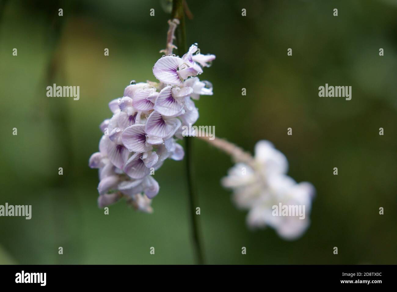 Carmichaelia stevensonii Stockfoto