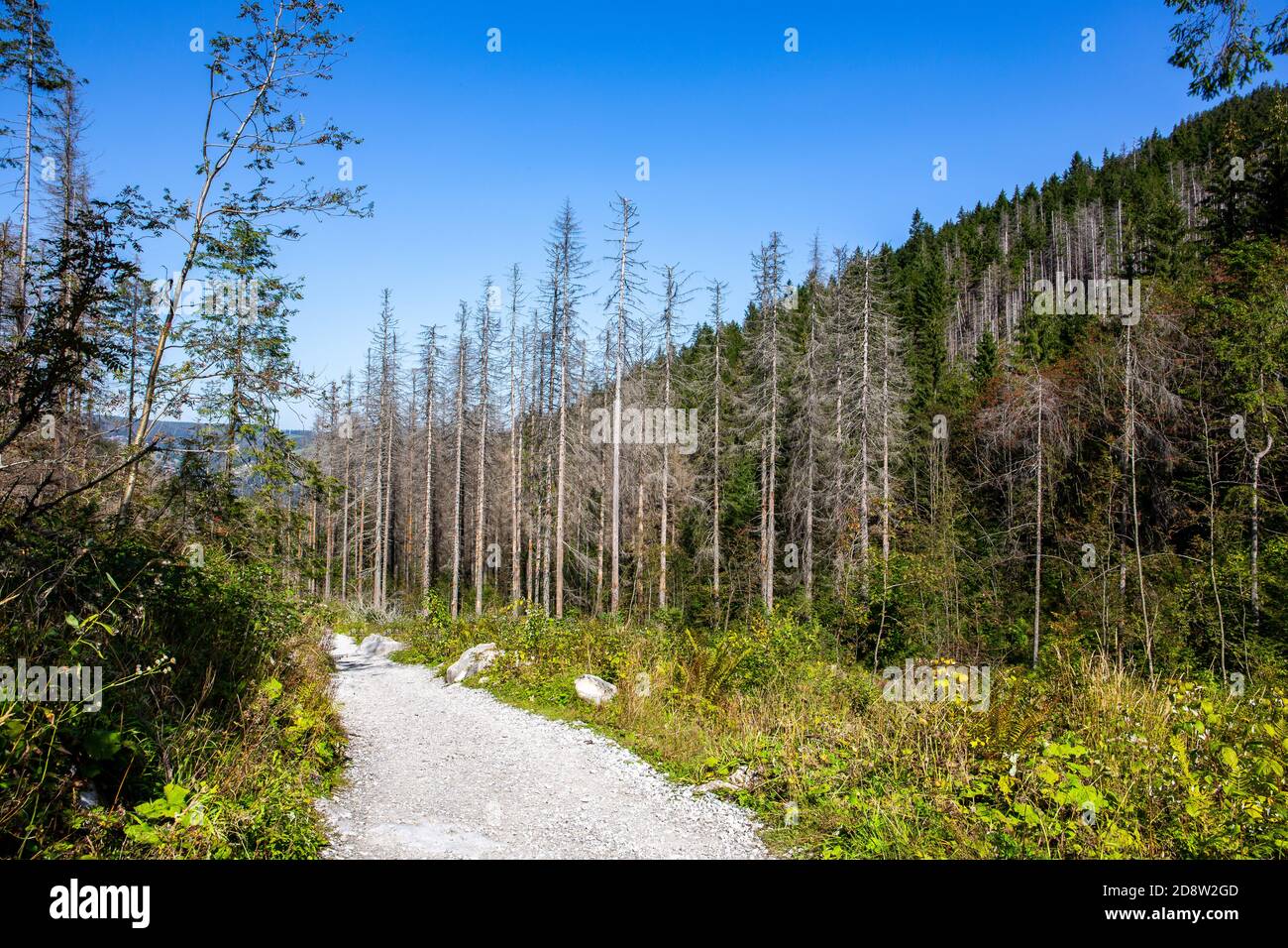 Bergpfad im Nadelwald im Tatra Nationalpark, der zum Giewont Mount führt, trockene Baumstämme, die durch Fichtenrindenkäfer-Angriffe beschädigt wurden. Stockfoto