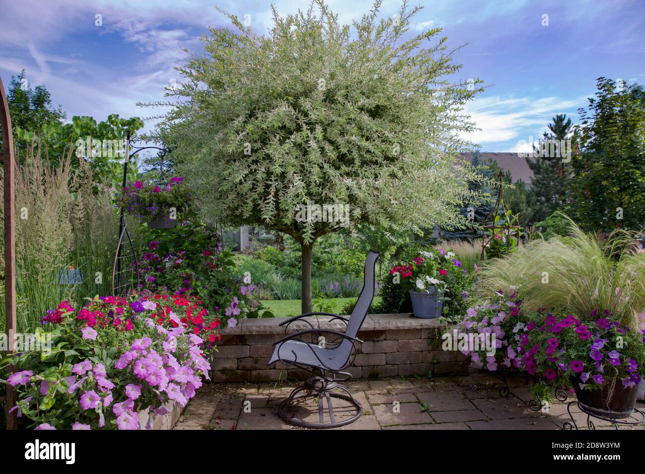 Dekorative japanische Variegated Weide, hakuro nishiki, ist der Mittelpunkt  dieser Midwest Garten umgeben von lila Petunien in Tongefen  Stockfotografie - Alamy