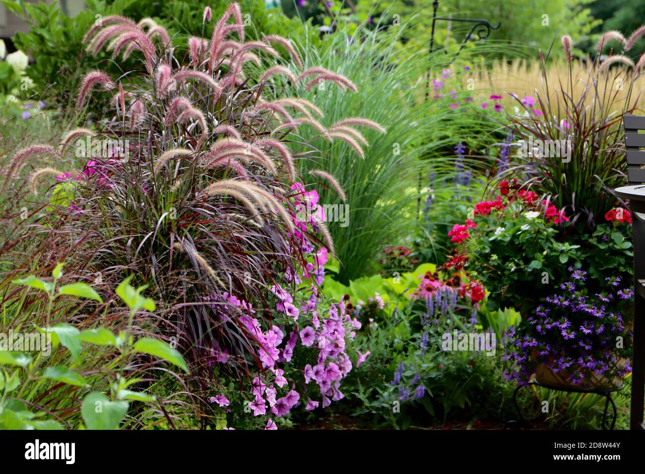 Ein ruhiger und fesselender Gartenbereich mit purpurem Brunnengras, Schilfgräsern, Miscanthus, rosa Kegelblumen und roten Geranien. Stockfoto