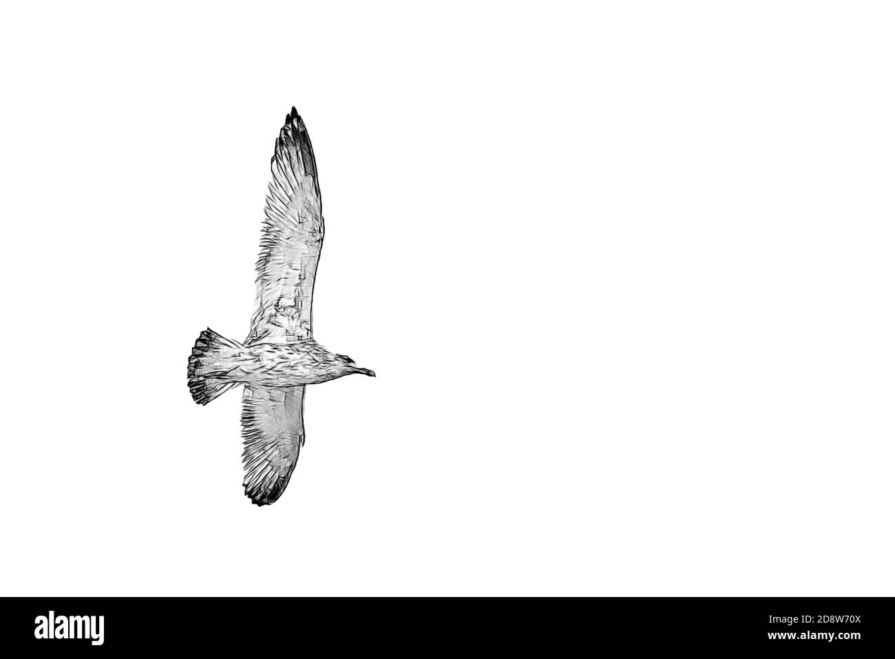 Vogel fliegende Möwe isoliert auf weißem Hintergrund Himmel Symbol Freiheitskonzept Stockfoto