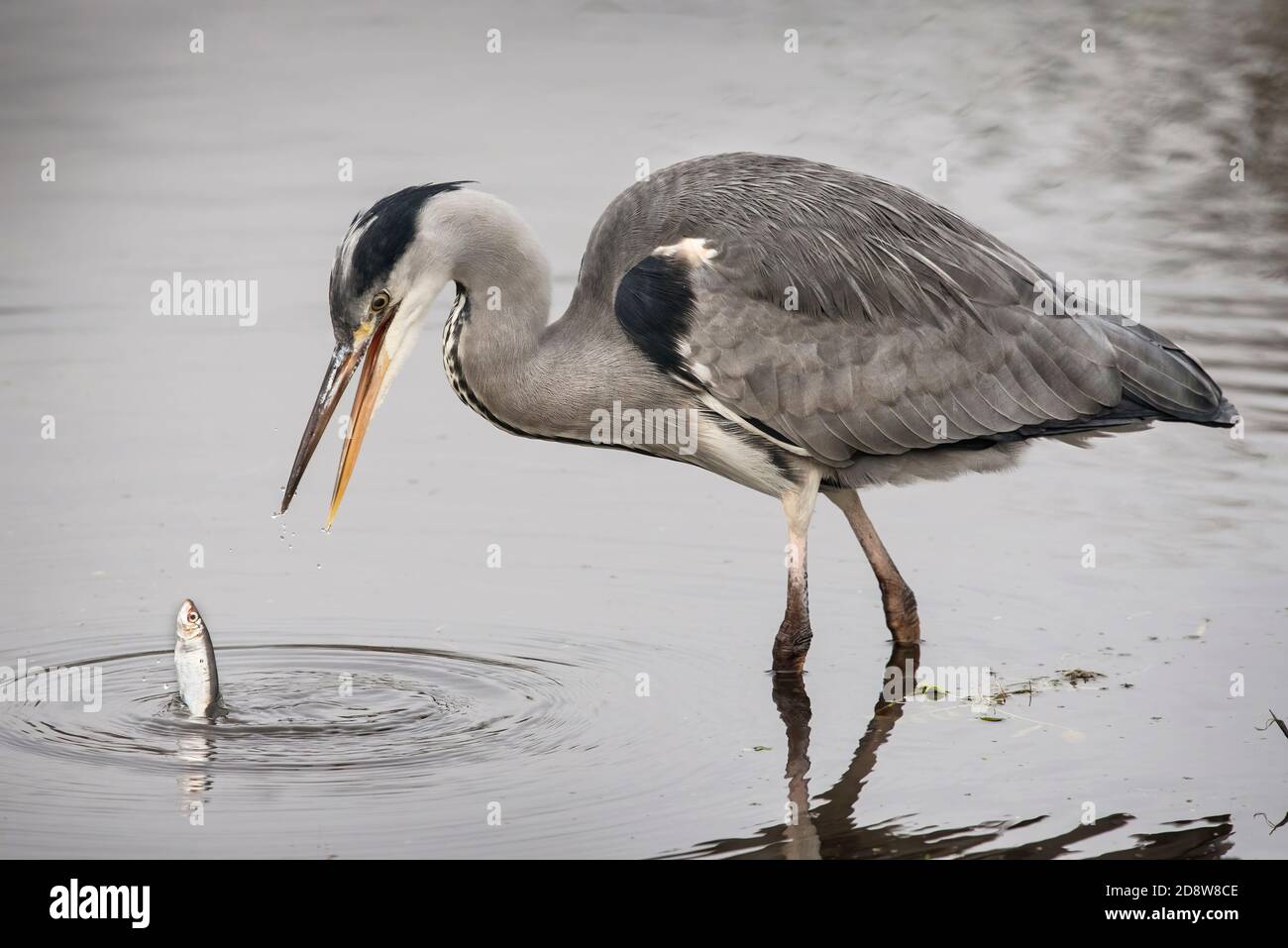 Heron schielt sein Mittagessen auf Stockfoto