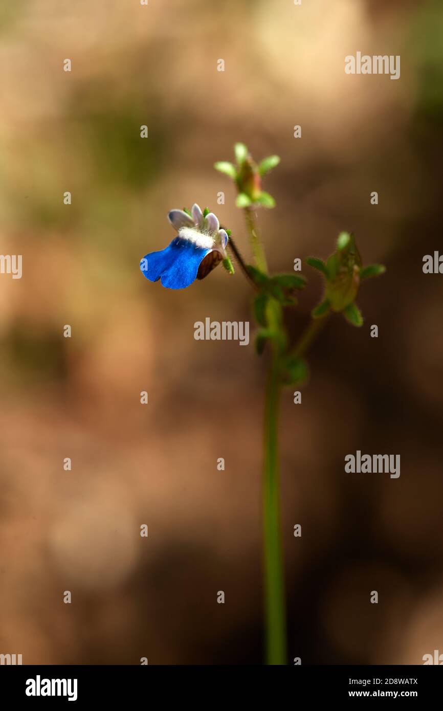 Bärtige Nemesia (Nemesia barbata) in Brandwag, Stellenbosch Stockfoto