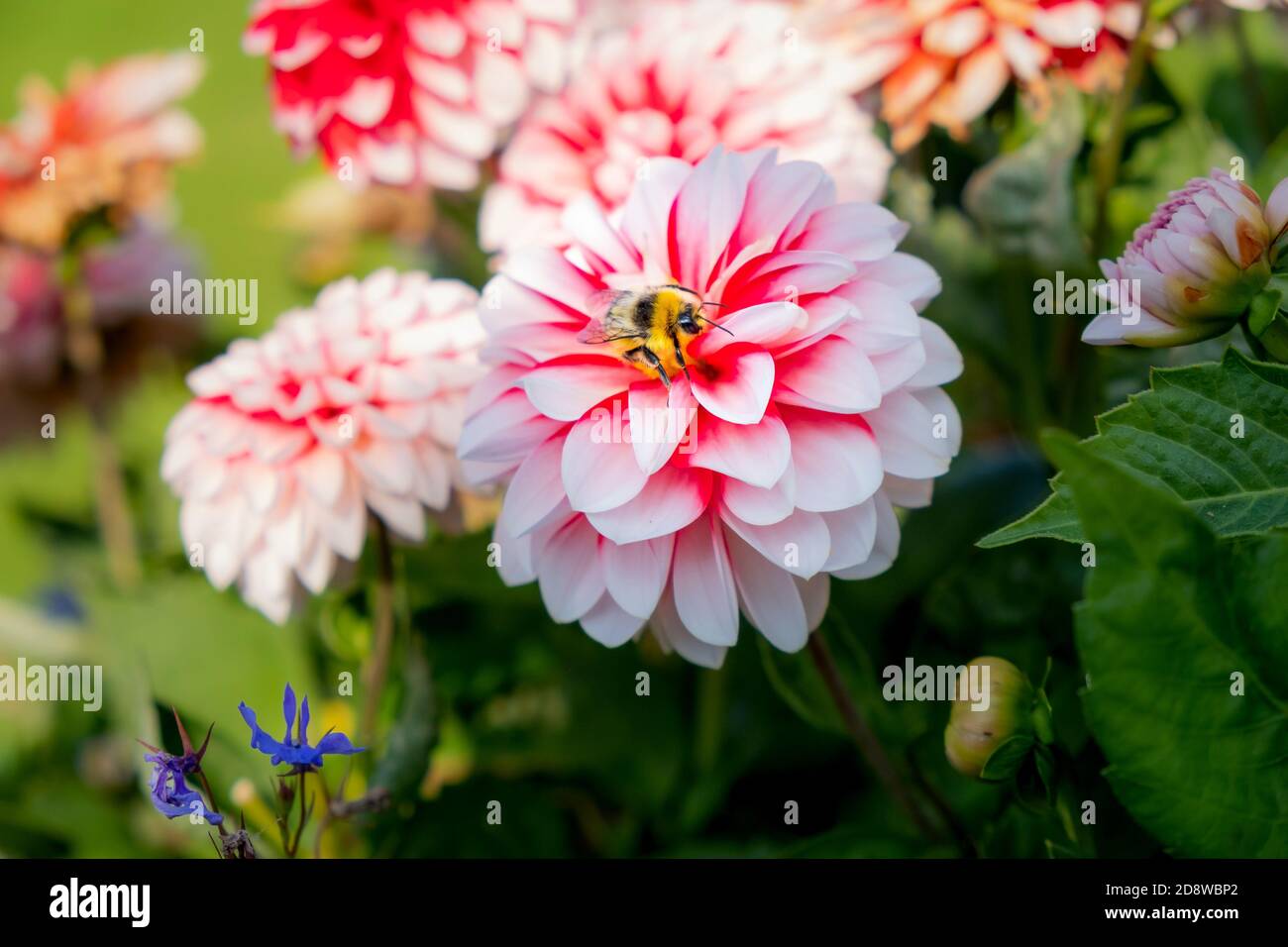 Fuzzy schwarz und gelb Hummel zentriert auf schönen rosa und roten Dahlia Blume, St. Stephen's Green, Dublin, Irland Stockfoto