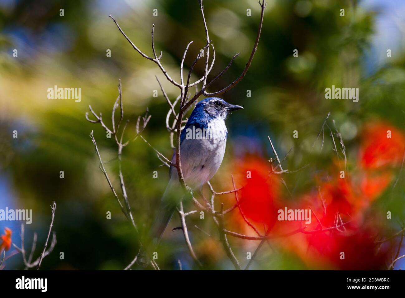 California Scrub Jay (Aphelocoma californica) sitzt auf Zweig von ...