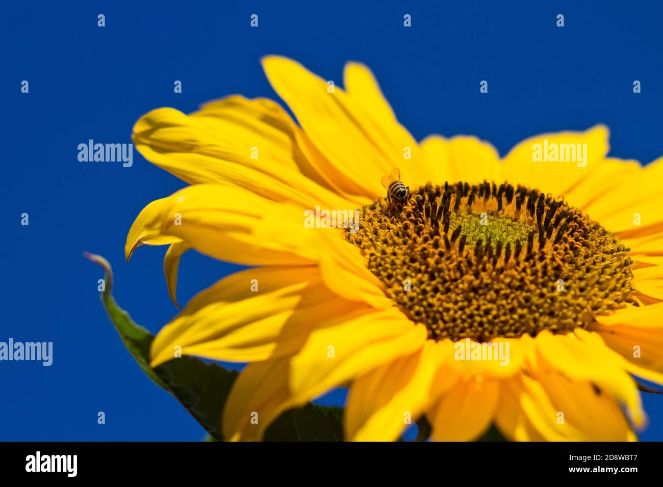 Sonnenblume mit Fokus auf Bienen sammeln Pollen, leuchtend gelbe Blume und leuchtend blauen Himmel Stockfoto