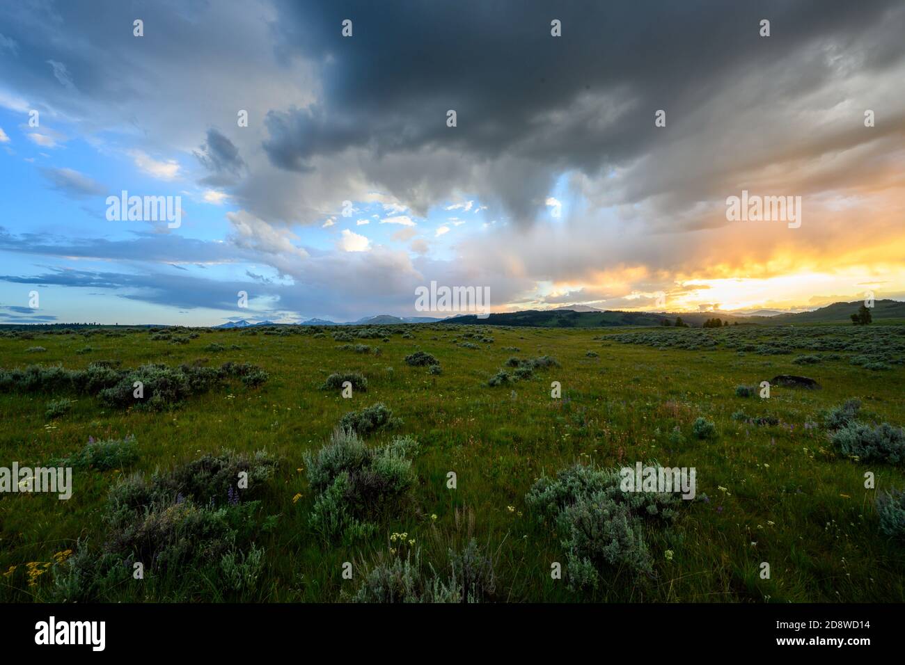 Sonne leuchtet unter Sturmwolken mit Feld im Yellowstone Stockfoto