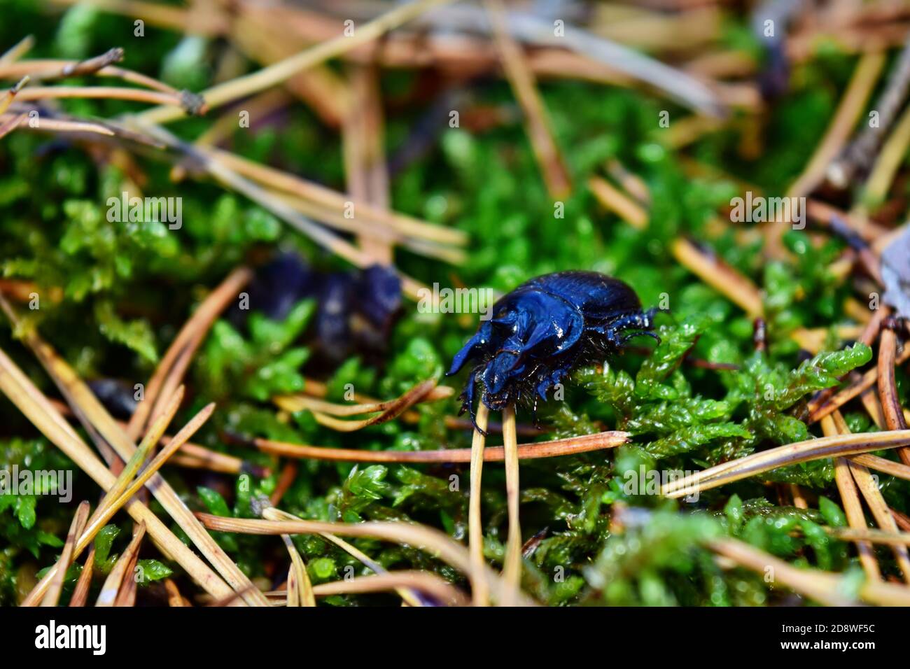 Blau-schwarze Käfer anoplotrupes stercorosus im natürlichen Wald Stockfoto