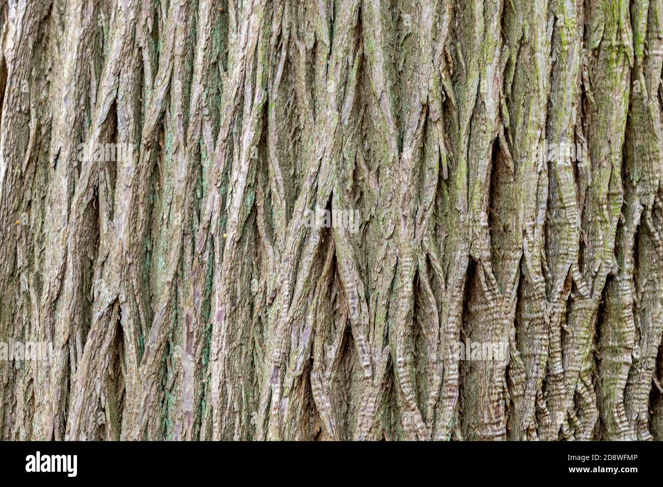 Interessante texturelle Baumrinde geeignet für den Einsatz als Hintergrund. Stockfoto