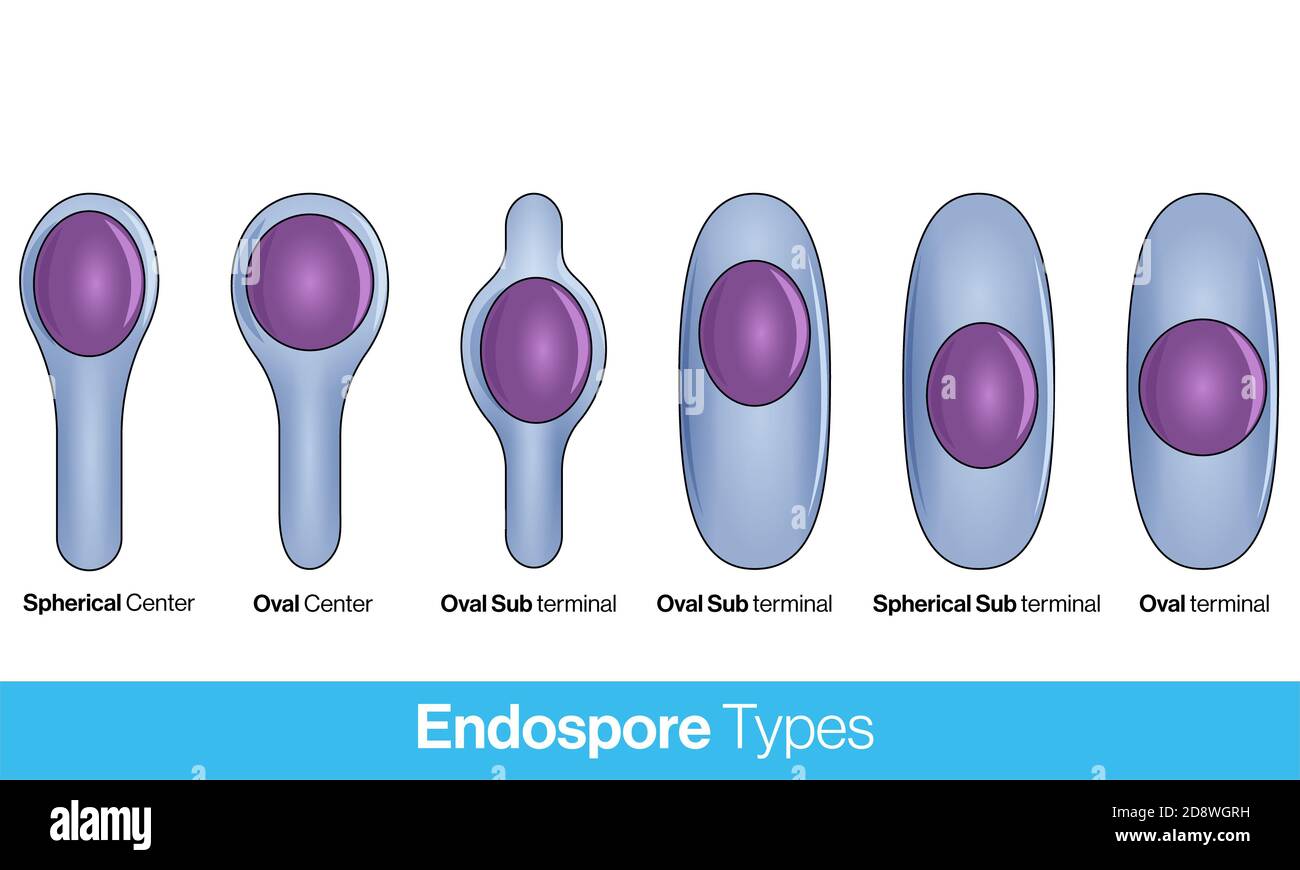 Lage der bakteriellen Sporen. Arten von Endosporen. Endospore Struktur Vektor Illustration. Stockfoto