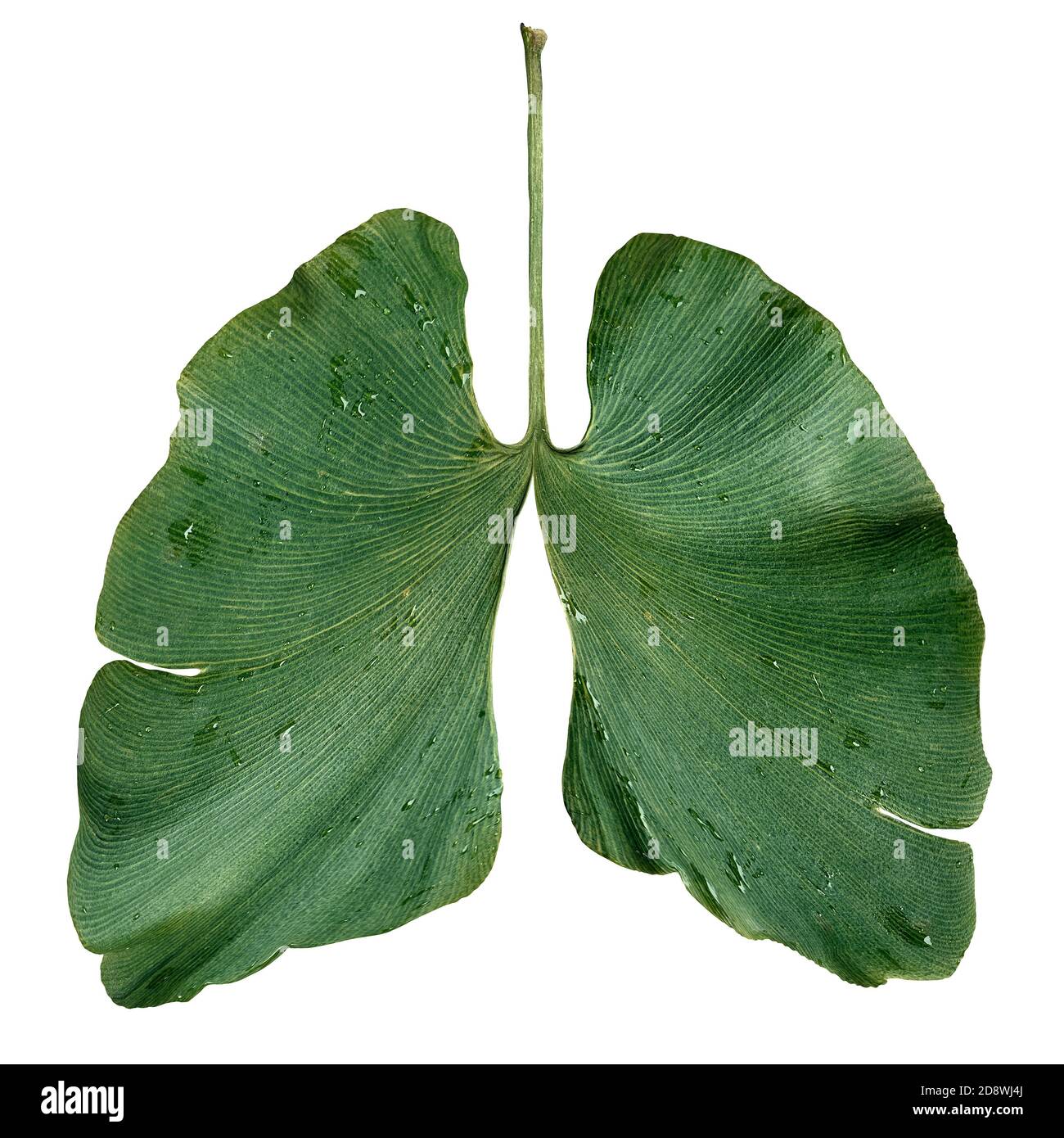 Ökologie Lunge als Umwelt- und forstwirtschaftliches Schutzkonzept oder Reinluft-Symbol mit einem Ginkgo biloba Blatt in Form einer atmenden Lunge. Stockfoto