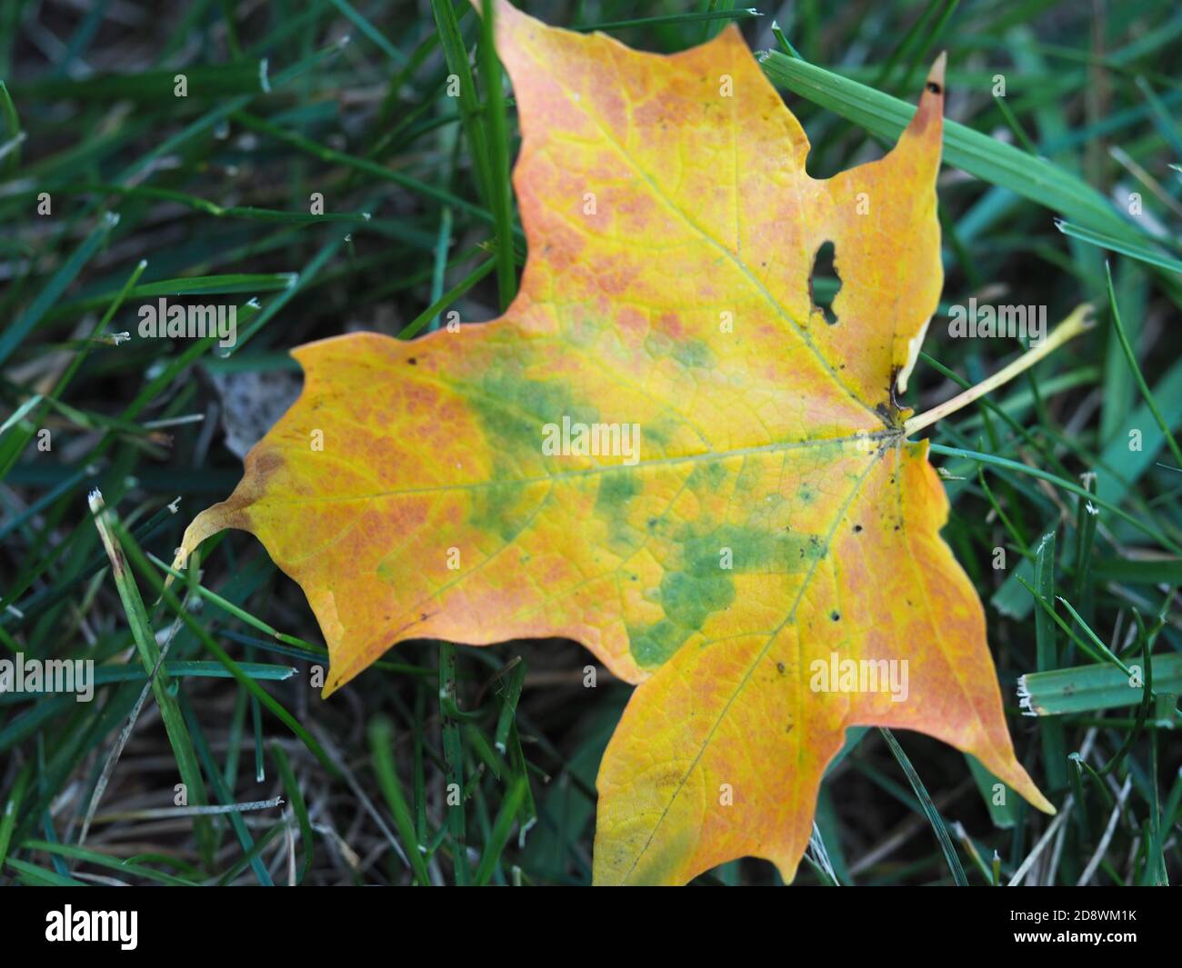 Herbstblatt im Detail Stockfoto