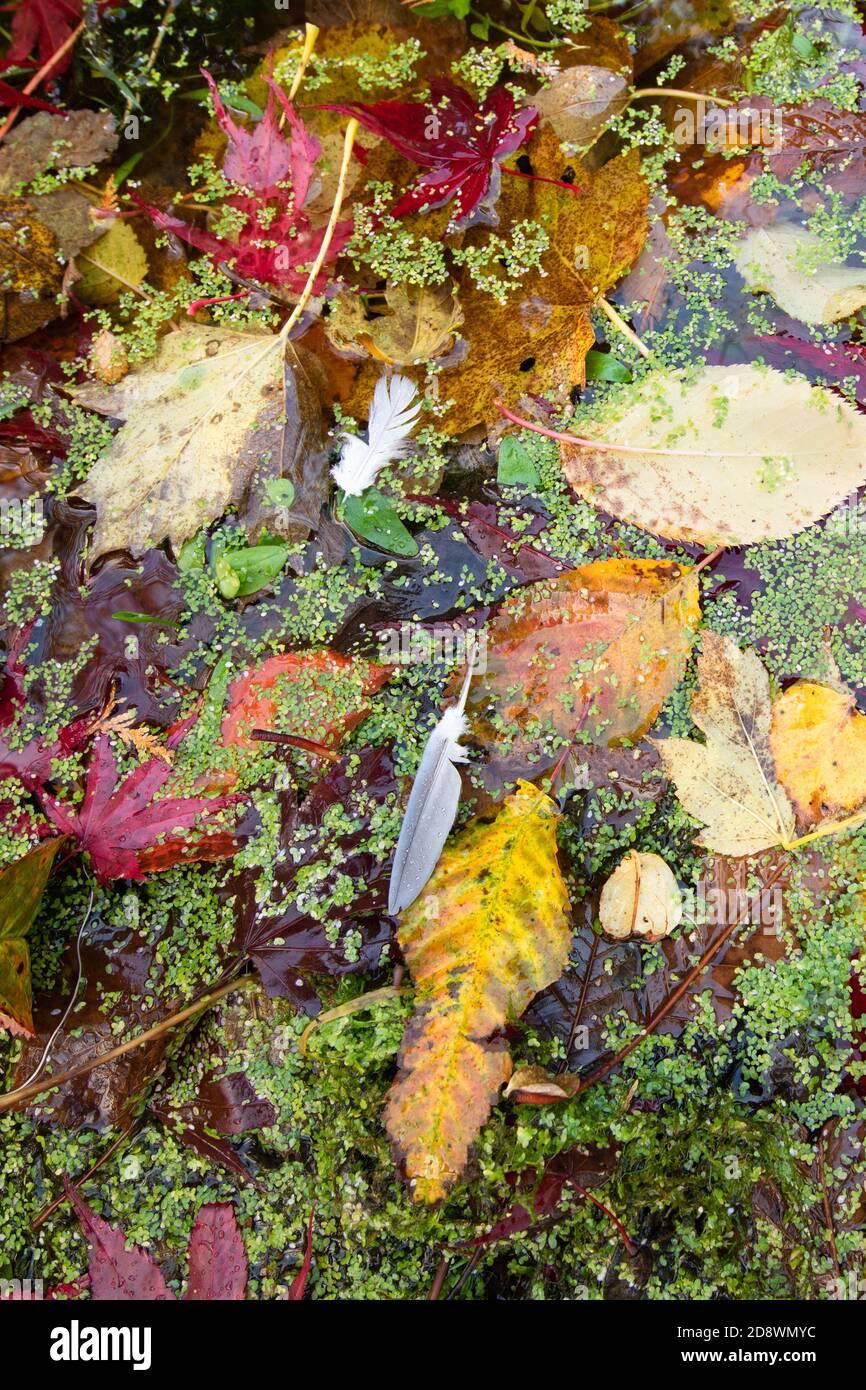 Gartenteich im herbst Fotos und Bildmaterial in hoher Auflösung Alamy