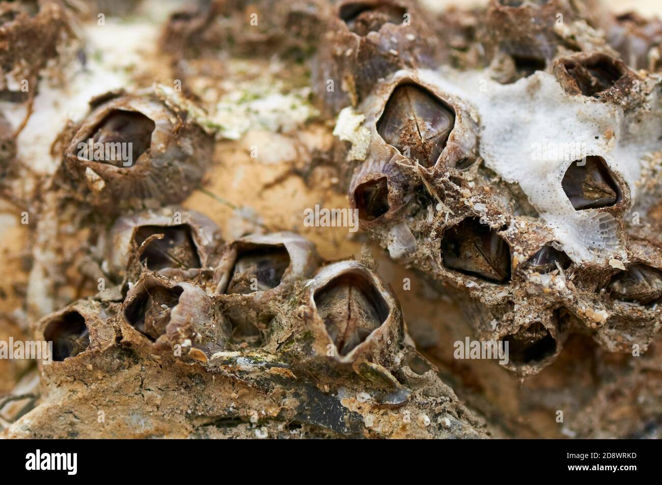Nahaufnahme von gestreiften Seepocken oder Purpurakorn-Seepocken (Amphibalanus amphitrit) auf einem Schiffsrumpf. Sessile Barnacle. Biofouling, biologische Fouling. Stockfoto