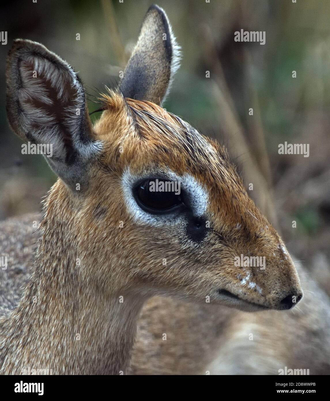 Nahaufnahme des dik-dik einer weiblichen Kirk (Madoqua kirkii) mit seiner zarten Körperbau und riesigen Augen und Drüsen unter den Augen. Tarangire National P Stockfoto