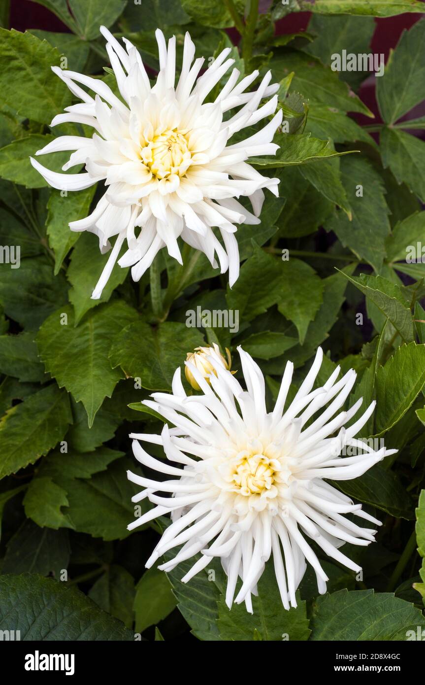 Nahaufnahme von Dahlia Playa Blanca Blumen und Blütenknospen Eine Sommer blühende weiße Kaktus Dahlia EINE tuberöse Pflanze, die Ist sommergrün und halb winterhart Stockfoto