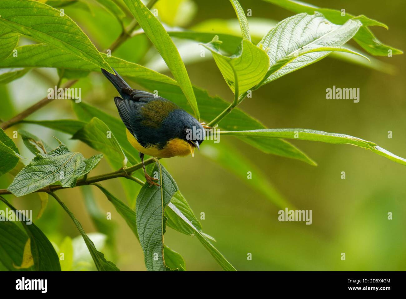 Tropische Parula (Setophaga pitiayumi) kleiner New World-Waldsänger, gelbe und schwarze Vogelrassen von Texas und Mexiko südlich durch Mittelamerika nach Nor Stockfoto