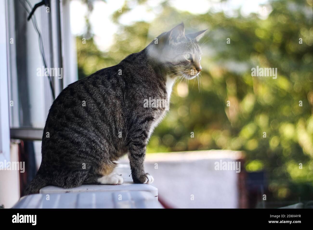 Die Katze sitzt draußen auf dem Fensterbrett Stockfoto