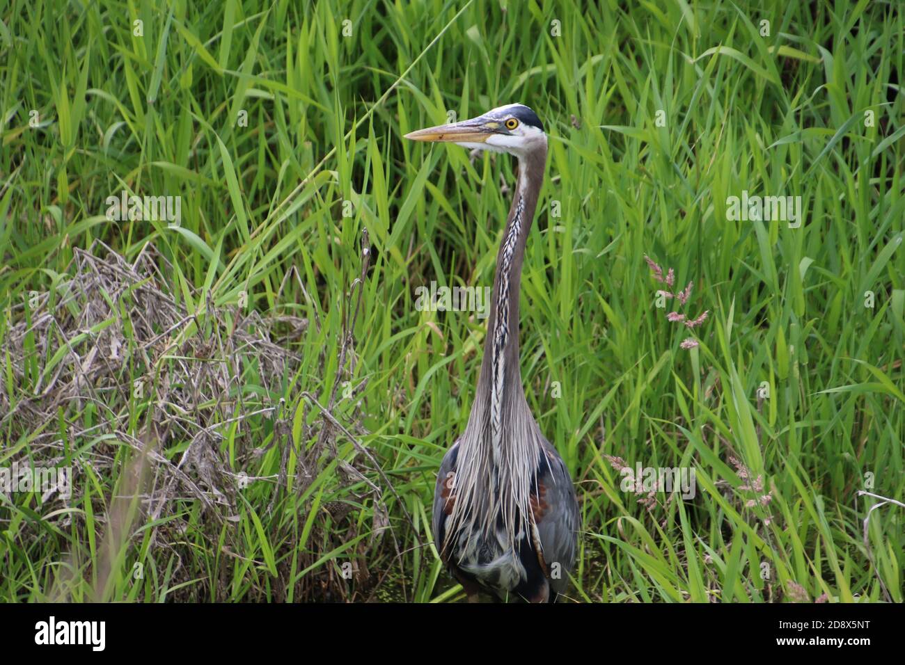 Ein großer blauer Reiher, der in einem stagnierenden Bach steht, umgeben von hohem Gras. Stockfoto